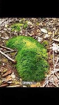 NORMAL CAMOUFLAGE VS THE KING OF CAMOUFLAGE 👑🔥 #shorts #trending #viral #edit