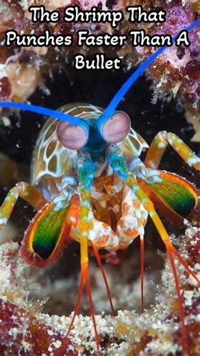 The Shrimp That Punches Faster Than A Bullet #animals #ocean #wildlife #nature #peacockmantisshrimp