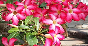 観葉植物「砂漠のバラ」アデニウムの育て方をご紹介 | ひとはなノート