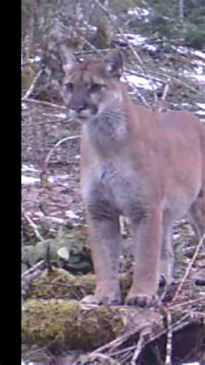 Mt. St. Helens Cougars: Trail Camera Secrets Revealed! #shorts