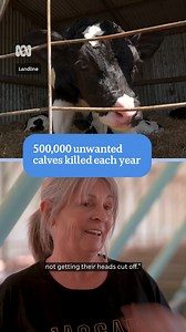 To get milk from a cow, it needs to have a calf but do you know what happens to up to 40 per cent of those calves? They're killed sometimes as young as a day old because there is no use for them. The dairy industry is trying to stop that. 👇👇 📰: https://tinyurl.com/mve7syax Landline — Stream now on ABC iview: https://ab.co/StreamABCiview | ABC Landline