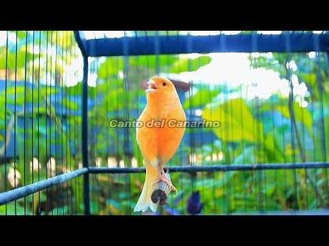 Canto del Canarino Forte e Naturale per Allenamento, Richiamo e Relax 40