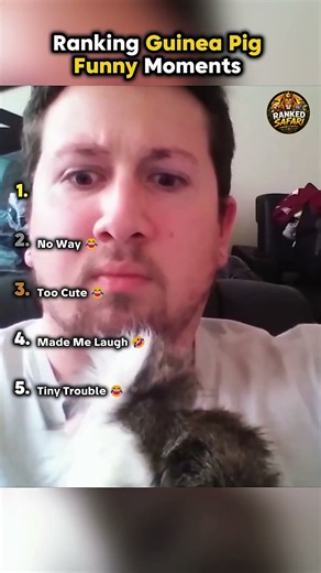 🐹 Ranking Funniest Guinea Pig Moments 😂 || #guineapigs #funnypets @RankedSafari