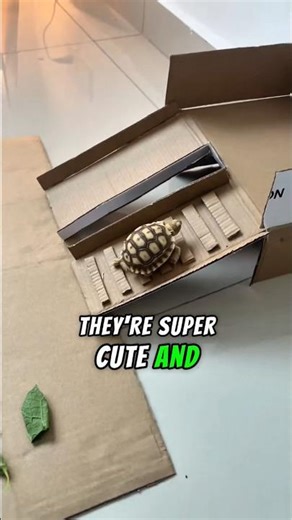 Why Turtles Are the Cutest Pets 🐢
