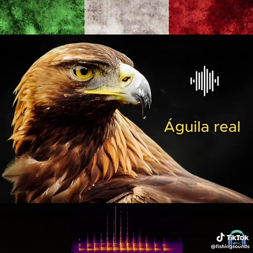 Sonidos del Águila Real en México