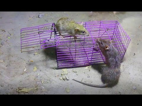 Live capture mouse trap | live rat traps