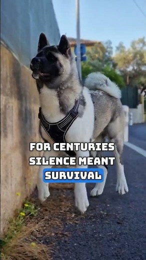 Silent Guardians: Akita & Great Pyrenees Explained 🐺