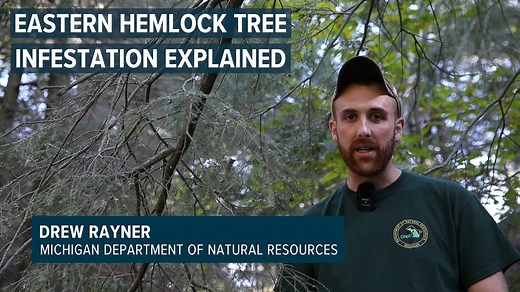 The invasive hemlock woolly adelgid is an invasive insect that is killing hemlock trees along the West Michigan coast, from Mason to Allegan counties. | MLive.com