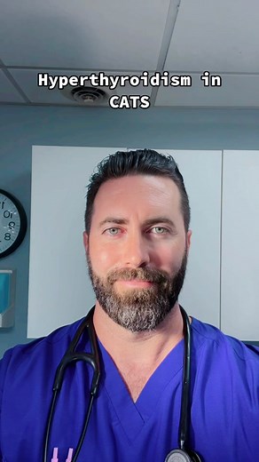 Hyperthyroidism in cats. #drtom #veterinariansoftiktok #veterinarian #fyp #animaldoctor #foryou #healthcare #patienceformypatients #vettalk #vetucation #learntok #vettok #withlove
