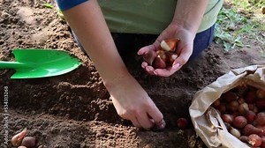 How to plant tulip flower bulbs in the ground in the fall or spring. Women's hand planting in soil-soil flower bulbs. Autumn gardening work. Concept of gardening,