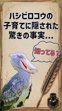 ハシビロコウの子育てに隠された驚きのヒミツ3選！