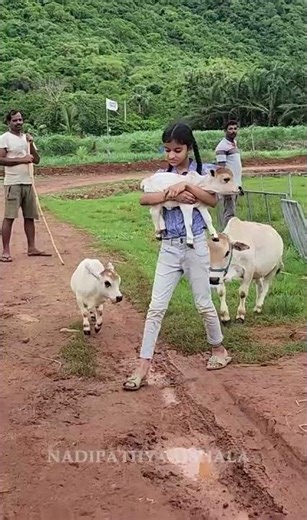 "Nothing beats the peaceful vibes of a pet cow. Just pure calm and sweetness! 🐮❤️" #pet #cow #love