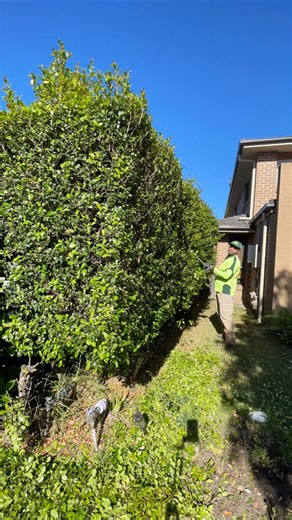 5.2K views · 131 reactions | Taming those tall hedges like a pro! ✂️ At David’s Mowing Sydney NSW, we provide expert tall hedge trimming and shaping to keep your garden looking tidy, balanced, and beautiful. ✨ No hedge is too high for us — we’ve got the tools and skills to make it perfect! #davidsmowingsydney #hedgetrimming #milwaukee #sydney #beforeandafter #love #usa #uk #explore | David's Mowing Sydney NSW | Facebook