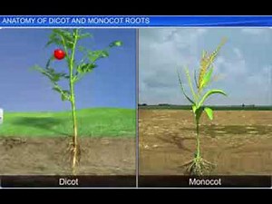 Anatomy of Dicot and Monocot roots