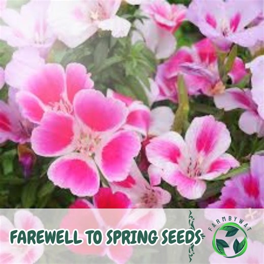 300 Stück Clarkia Amoena Samen: Abschied vom Frühling Wildblumen - Bestäuber Attraktor - Etsy.de