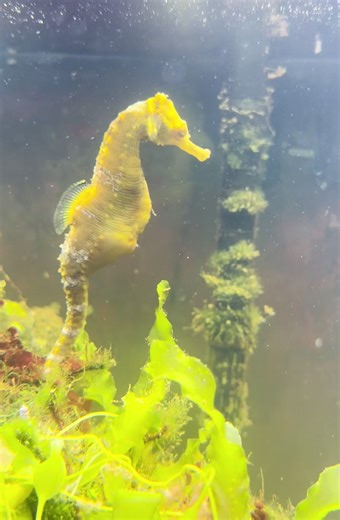 Happy Easter! Seahorse babies this morning!#seahorse #happyeastereveryone #happyeaster #saltwateraquarium #reeftank Bella’s Seahorse Beauties 🌊🌊