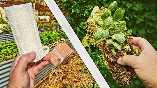 What happens when a luffa sponge goes to seed?