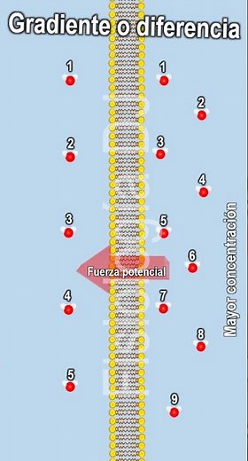 Difusión simple | Difusión facilitada | Gradiente o diferencia de concentración ejemplos