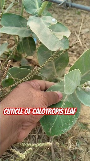 Cuticle of Calotrophis # Cuticle # Waxy Layer # epidermis #neet#Botany #plant