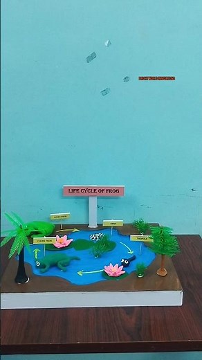 LIFE CYCLE OF FROG|SCHOOL PROJECT