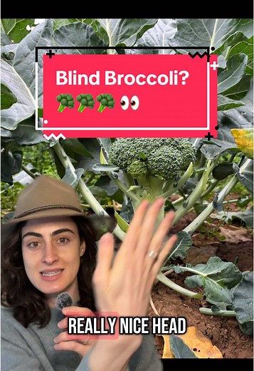 Understanding Blind Broccoli and Its Gardening Tips