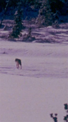 Filson on Instagram: "Where the Timberwolves Call, 1974."