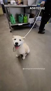 💜Adopted💜 A5670542 ✰ Marshmallow -12/19/24- He’s just three months old and super cute #A5670542 I'm an approximately 3 month old male Alaskan Husky. I am not yet neutered. I have been at the Carson Animal Care Center since 12/19. I will be available on 12/19. You can visit me at my temporary home at C348. 🔹Alaskan Husky 🔹 AGE:3 months 🔹 male 🔹 ARRIVED:12/19 🔹 ON HOLD UNTIL: 12/19 🔹 Carson Shelter - 310-523-9566 for INFO 🔹 Mon-Sat 11-5pm, Closed Sunday 🔹216 W Victoria St. Gardena, CA 90