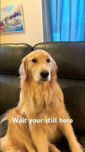 She’s so cute sitting there #dogs #goldenretriever #goldenretreivers