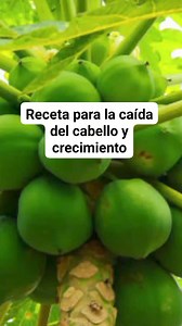 RECETA PARA LA CAIDA DEL CABELLO es una preparación natural que se ha utilizado tradicionalmente para ayudar a fortalecer el cabello, prevenir la caída del cabello y estimular su crecimiento. A continuación, te explico cómo se hace y las propiedades de cada uno de los ingredientes: **Preparación:** 1. Coloca un vaso de leche de coco, un vaso de papaya verde picada y 10 gramos de romero en una licuadora. 2. Licua todos los ingredientes hasta obtener una mezcla homogénea. 3. Aplica la mezcla en el