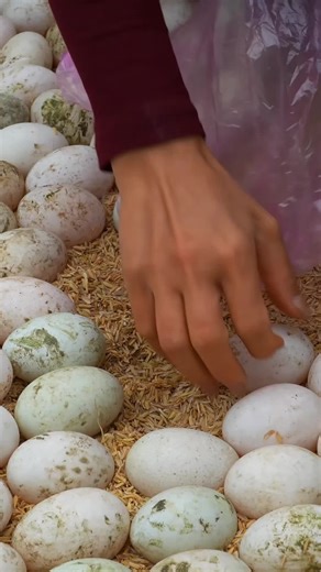 Harvesting Duck Eggs on the Farm: A Guide