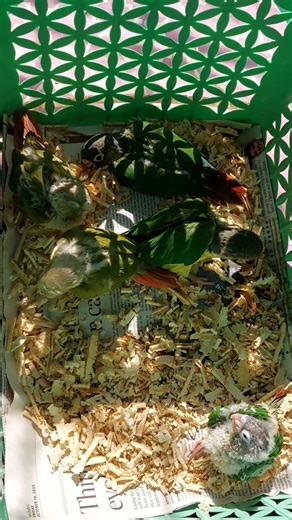 Small conures taking sun bathing #shortvideo #viralvideo #conure #pets