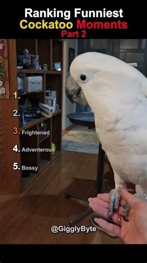 Ranking Funniest Cockatoo Moments Pt2 #parrot #birds #funny #pets #animals #cute