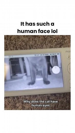 Why does the cat have human eyes