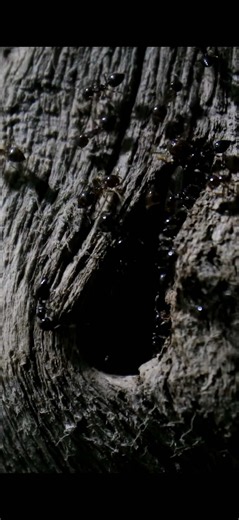 The Study of Ants: Beginner’s Guide to Ant Keeping