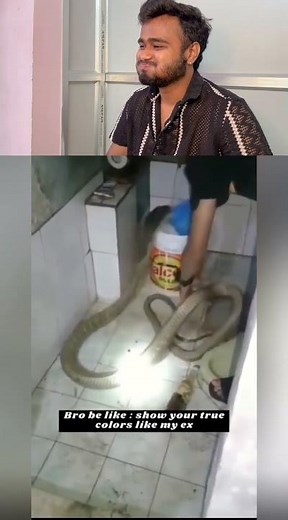 Try to don’t laughing #funnyanimal #funnyanimals #cuteanimals #animals #funnythings