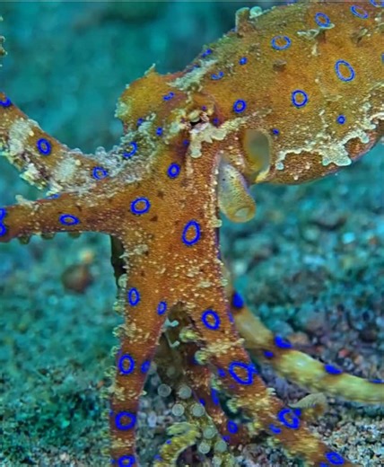 Discover the Blue-Ringed Octopus: A Tiny Marvel of the Ocean