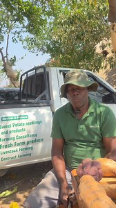 26K views · 694 reactions | Know the difference on the red skin varieties. This is brondal red variety which is similar to the german 2 red variety. Book your seed today(0773469816). #knowledgeispower #weseedthenation #kuvakanyikanevhu #sweetpotatomafia #proudlyzimbabwean | Mr Mbambaira Investments | Facebook