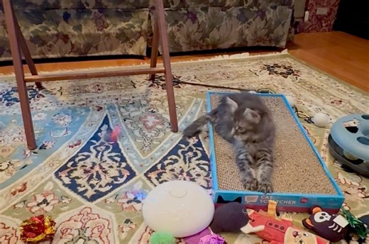 Hazel who had surgery last week to repair a complete anal stricture is doing wonderfully! It is hard to believe, she is the same kitten. She is eating and growing and playing and enjoying life. She is returning to the surgeon next week, and we are looking forward to her reuniting with her brother as soon as she is fully healed! | Cat Crew Rescue