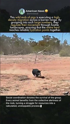 THE SURGE OF A FERAL PIG MOB