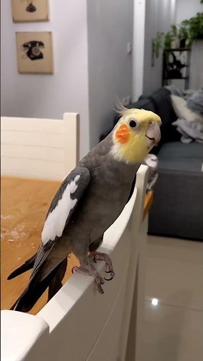 Talented Parrot Sings His Little Heart Out!