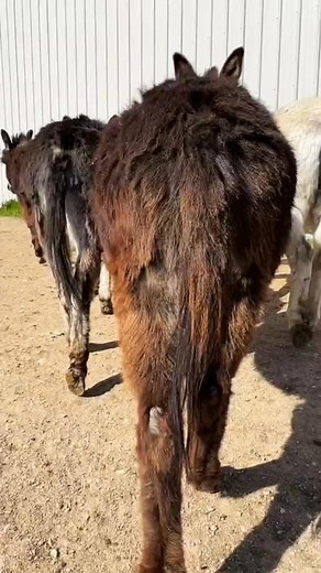 #DonkeyDelight #CuteAsAHeeHaw #AdorableAss #DonkeyLove #SweetDonkeyFaces #DonkeyCuteness #LovelyLongEars #PreciousDonkeyMoments #HugADonkey #SmilingDonkeys #DonkeyJoy #CharmingDonkeys #DonkeyAdoration #GentleDonkeySoul #HeartwarmingHooves #DonkeySnuggles #EndearingEeyore #DonkeyPal #WholesomeDonkeyDays #DonkeyGlee | Donkey Whisperer