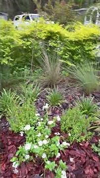 Loropetalum ligustrum and liriope hedge