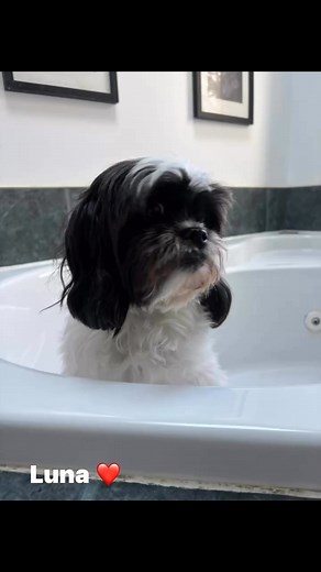 14 reactions · 5 comments | Baths N' Biscuits Grooming on Reels | Facebook