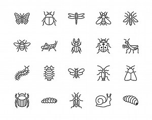 Insect flat line icons set. Butterfly, bug, dung beetle, grasshopper,...