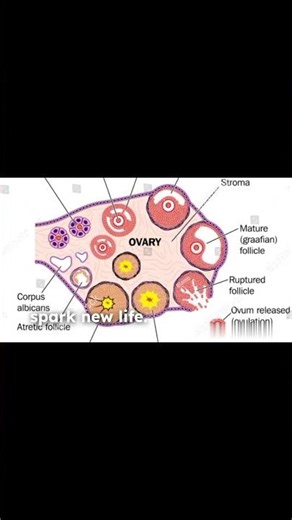 How Life Begins Inside a Woman’s Body | Female Reproductive System Explained#short#shorts