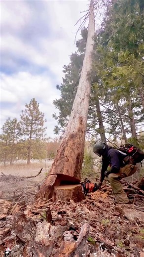 Felling Giant Trees: A Day in the Forest