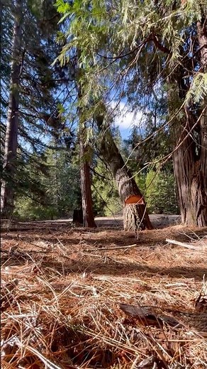 Felling this 100+ dead pine tree near Mount Shasta How did I do? #bigtimber #woodsman #Sasquatch