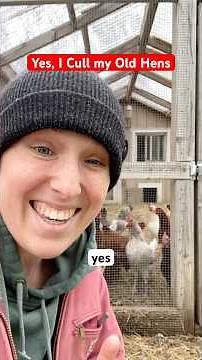 What to do with hens after they are done laying - Should you cull your chickens? #layinghens