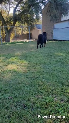 Ross Downing "Dog of the Week!" Everyone meet Boomer, he is a 4 year old Husky/Boarder collie mix. Boomer is looking for his forever home. Make an appointment to meet him! Office #: 985-419-9900 Address: 46219 River Rd, Hammond THS asks for a donation of $150 for adoption, which includes spay/neuter, deworming, initial vaccination costs, and 3 free gifts from our "Bye Bye Baskets"! (includes items like leashes, harnesses, bowls, toys, treats, etc) Thank you to our friends over at Ross Downing fo