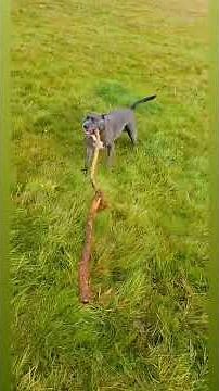 The Scottish Staffie Who Explored the World